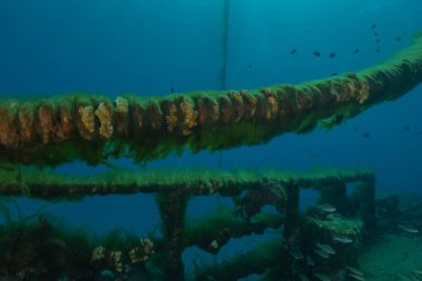Metallerdeki deniz kirliliği ve Kızıldeniz 'deki diğer çöpler