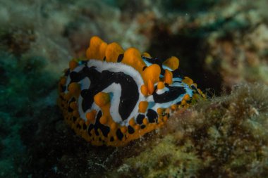 Kızıl Denizde Çıplak Deniz Sümüklüböceği, Renkli ve güzel, Eilat, İsrail