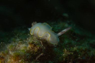 Kızıl Denizde Çıplak Deniz Sümüklüböceği, Renkli ve güzel, Eilat, İsrail