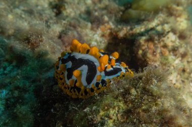Kızıl Denizde Çıplak Deniz Sümüklüböceği, Renkli ve güzel, Eilat, İsrail