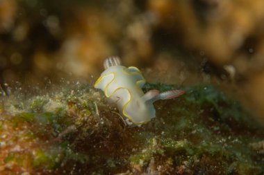 Kızıl Denizde Çıplak Deniz Sümüklüböceği, Renkli ve güzel, Eilat, İsrail
