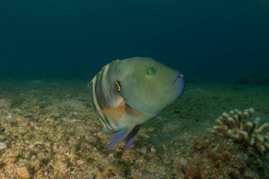 Kızıl Denizde yüzen balıklar, renkli balıklar, Eilat İsrail