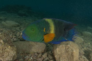 Kızıl Denizde yüzen balıklar, renkli balıklar, Eilat İsrail