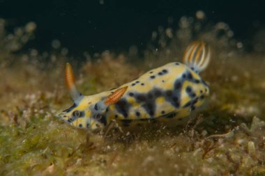 Kızıl Denizde Çıplak Deniz Sümüklüböceği, Renkli ve güzel, Eilat Israel