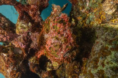Kızıl Deniz 'deki kurbağa balığı, Renkli ve güzel, Eilat, İsrail