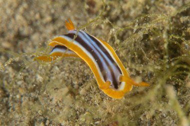 Kızıl Denizde Çıplak Deniz Sümüklüböceği, Renkli ve güzel, Eilat Israel