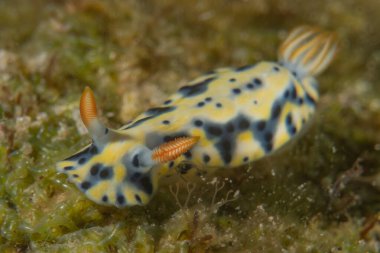 Kızıl Denizde Çıplak Deniz Sümüklüböceği, Renkli ve güzel, Eilat Israel