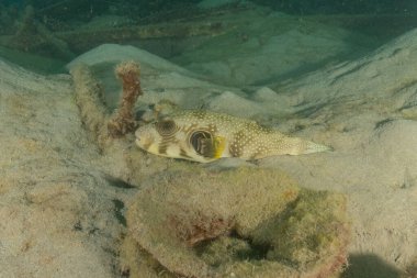 Kızıl Denizde yüzen balıklar, renkli balıklar, Eilat İsrail