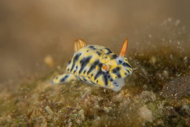 Kızıl Denizde Çıplak Deniz Sümüklüböceği, Renkli ve güzel, Eilat Israel