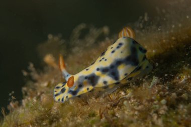 Kızıl Denizde Çıplak Deniz Sümüklüböceği, Renkli ve güzel, Eilat Israel