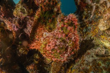 Kızıl Deniz 'deki kurbağa balığı, Renkli ve güzel, Eilat, İsrail