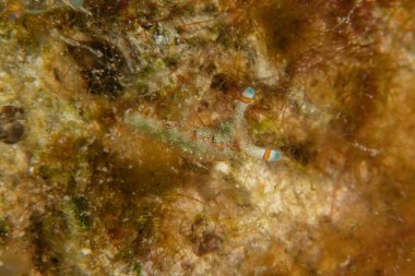 Kızıl Denizde Çıplak Deniz Sümüklüböceği, Renkli ve güzel, Eilat Israel