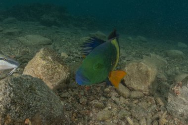 Kızıl Denizde yüzen balıklar, renkli balıklar, Eilat İsrail