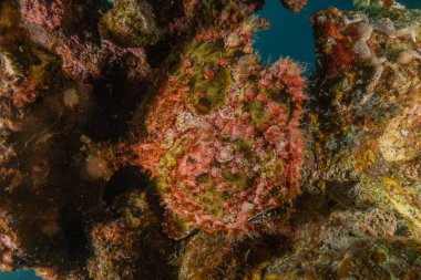 Kızıl Deniz 'deki kurbağa balığı, Renkli ve güzel, Eilat, İsrail