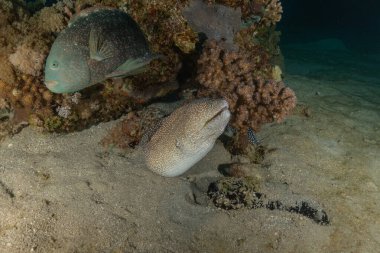 Moray eel Mooray lycodontis Kızıldenizde dalgalanma, Eilat Israel