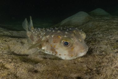 Kızıl Denizde yüzen balıklar, renkli balıklar, Eilat, İsrail