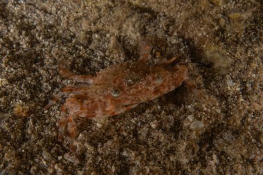 Kızıl Denizde Yengeç Renkli ve güzel, Eilat Israel