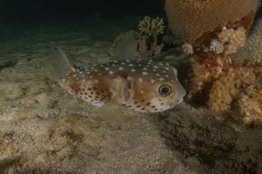 Kızıl Denizde yüzen balıklar, renkli balıklar, Eilat, İsrail