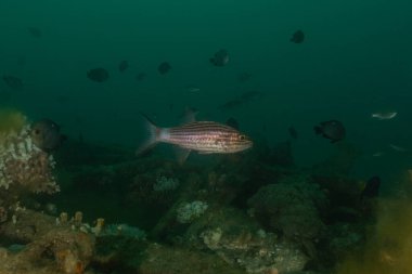 Kızıl Denizde yüzen balıklar, renkli balıklar, Eilat İsrail