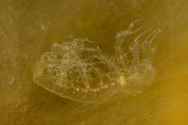 Kızıl Deniz 'deki denizanaları renkli ve güzeldir, Eilat Israel.