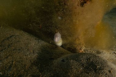 Moray eel Mooray lycodontis Kızıldenizde dalgalanma, Eilat Israel