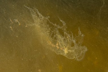 Kızıl Deniz 'deki denizanaları renkli ve güzeldir, Eilat Israel.