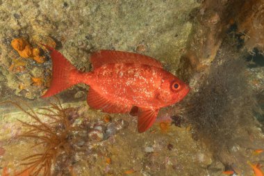 Kızıl Denizde yüzen balıklar, renkli balıklar, Eilat İsrail