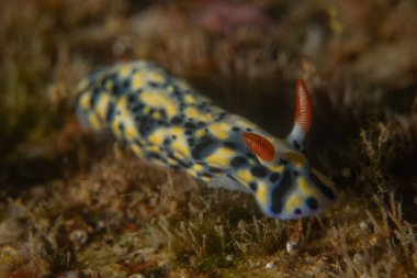Kızıl Deniz 'de Çıplak Deniz Sümüklüböceği Renkli ve güzel, Eilat Israel