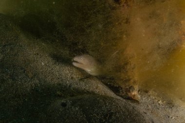 Moray eel Mooray lycodontis Kızıldenizde dalgalanma, Eilat Israel