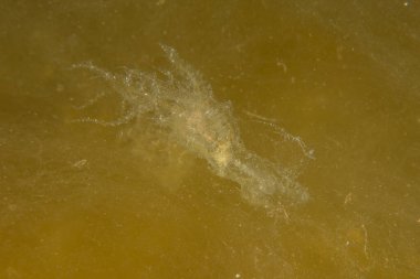 Kızıl Deniz 'deki denizanaları renkli ve güzeldir, Eilat Israel.