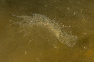 Kızıl Deniz 'deki denizanaları renkli ve güzeldir, Eilat Israel.