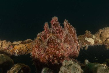 Kızıl Deniz 'deki kurbağa balığı Renkli ve güzel, Eilat Israel