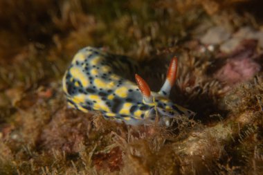 Kızıl Deniz 'de Çıplak Deniz Sümüklüböceği Renkli ve güzel, Eilat Israel