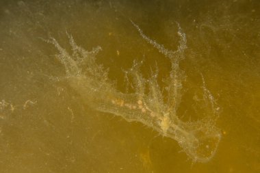 Kızıl Deniz 'deki denizanaları renkli ve güzeldir, Eilat Israel.