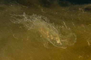 Kızıl Deniz 'deki denizanaları renkli ve güzeldir, Eilat Israel.