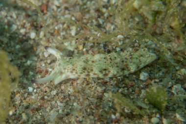 Kızıl Denizde Çıplak Deniz Sümüklüböceği, Renkli ve güzel, Eilat, İsrail