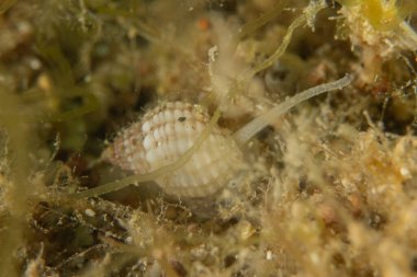 Kızıl Denizde Çıplak Deniz Sümüklüböceği, Renkli ve güzel, Eilat, İsrail