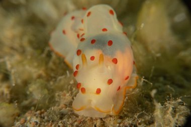 Kızıl Denizde Çıplak Deniz Sümüklüböceği, Renkli ve güzel, Eilat, İsrail