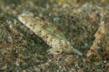 Kızıl Denizde Çıplak Deniz Sümüklüböceği, Renkli ve güzel, Eilat, İsrail