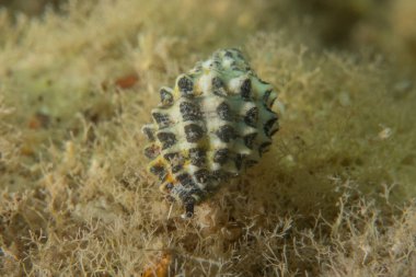 Kızıl Denizde Çıplak Deniz Sümüklüböceği, Renkli ve güzel, Eilat, İsrail