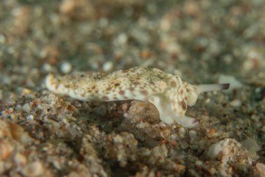 Kızıl Denizde Çıplak Deniz Sümüklüböceği, Renkli ve güzel, Eilat, İsrail