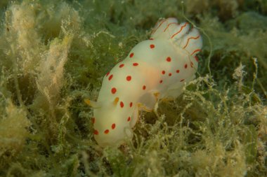 Kızıl Denizde Çıplak Deniz Sümüklüböceği, Renkli ve güzel, Eilat, İsrail