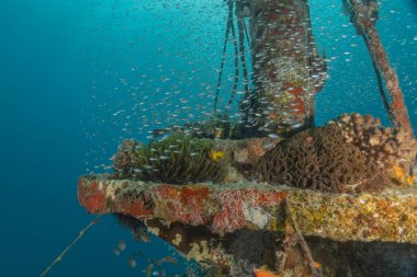 Kızıldeniz 'deki mercan resifleri ve su bitkileri, Eilat, İsrail