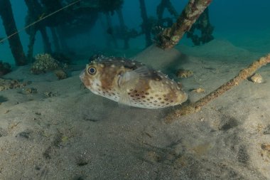 Kızıl Denizde yüzen balıklar, renkli balıklar, Eilat, İsrail