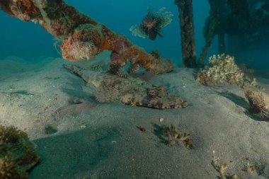 Kızıl Denizde yüzen balıklar, renkli balıklar, Eilat, İsrail