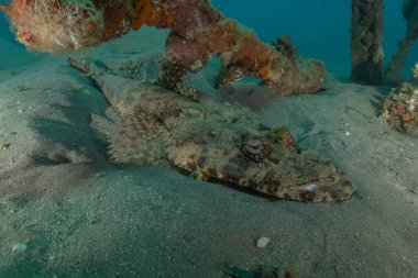 Kızıl Denizde yüzen balıklar, renkli balıklar, Eilat, İsrail