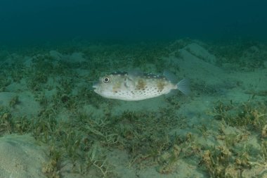 Kızıl Denizde yüzen balıklar, renkli balıklar, Eilat, İsrail