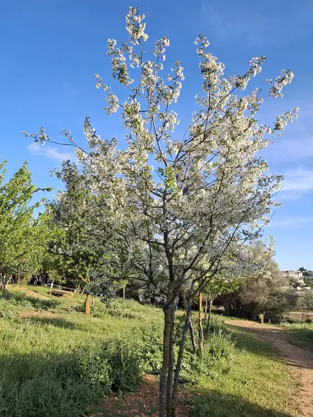 İsrail 'in botanik bahçelerinde büyüleyici çiçekler, renkli ve güzel