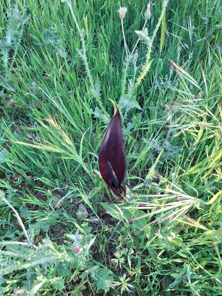 İsrail 'in botanik bahçelerinde büyüleyici çiçekler, renkli ve güzel