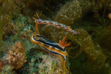 Kızıl Denizde Çıplak Deniz Sümüklüböceği, Renkli ve güzel, Eilat, İsrail